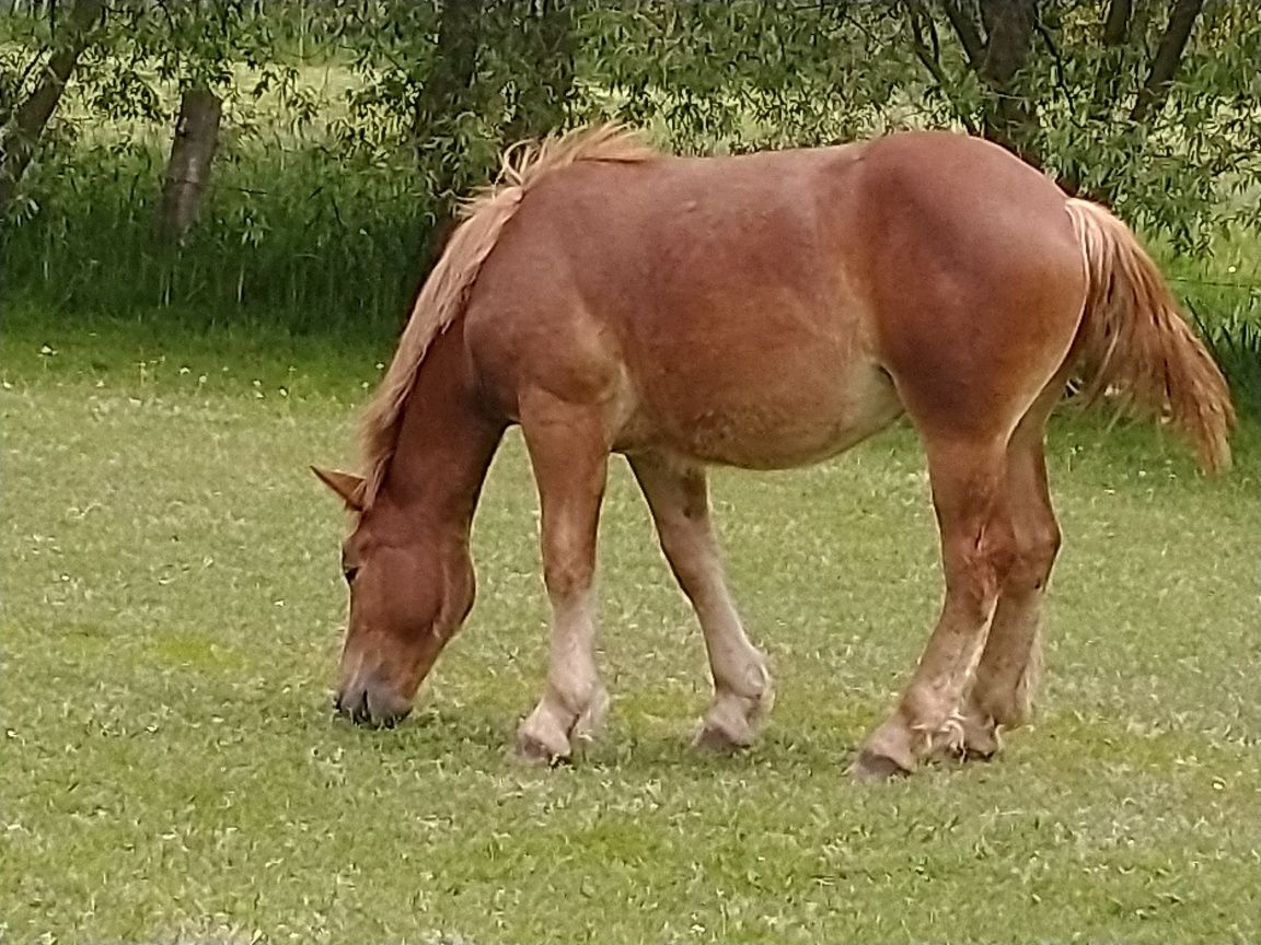 Piękna Źrebica zimnokrwista