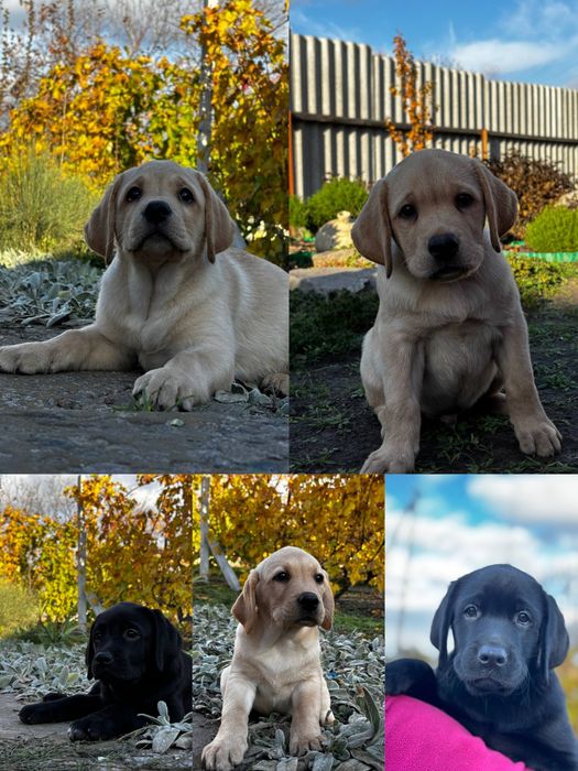 Лобрадор ретрівер