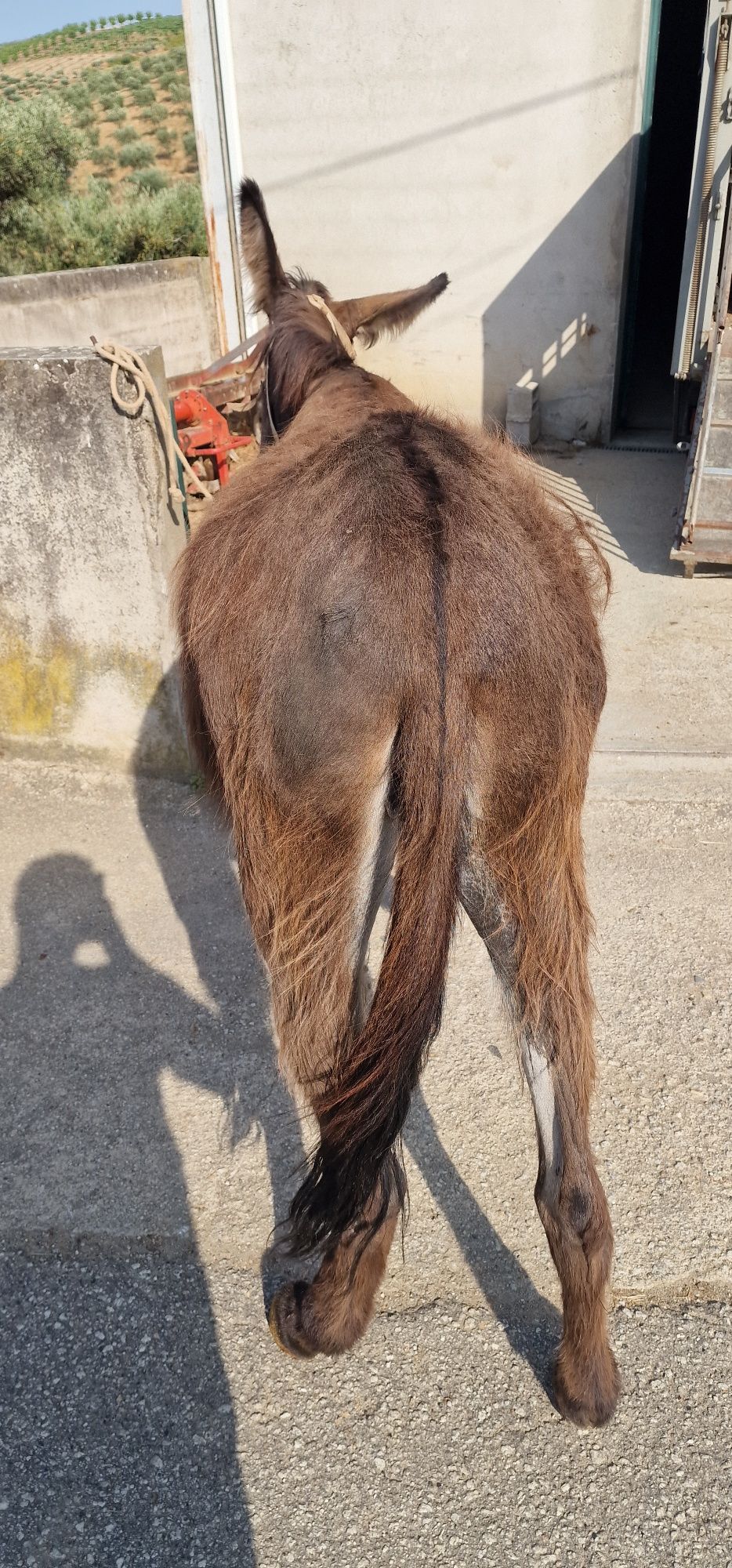Burra com boa prenha