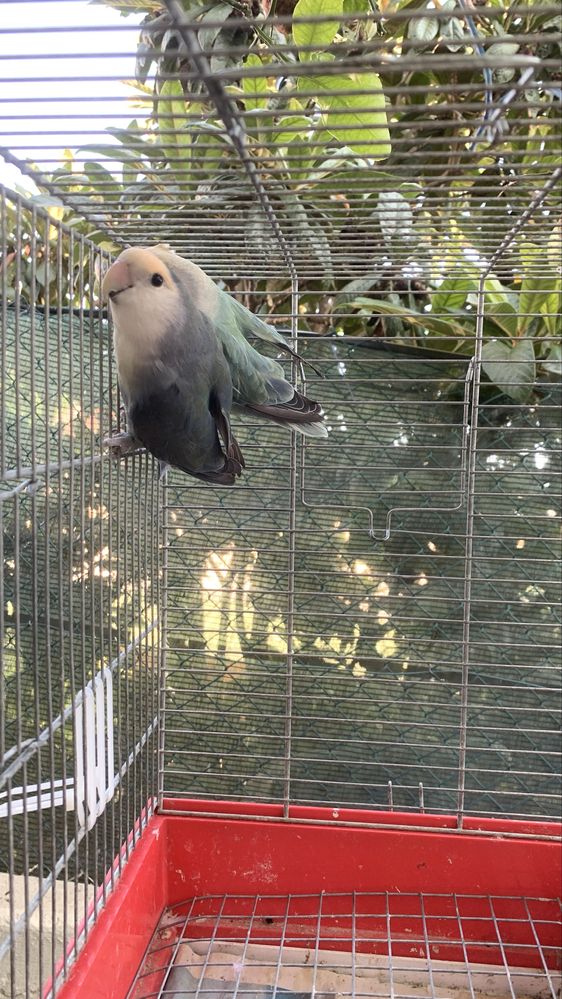 Casal rosicollis longfeather e 2 machos