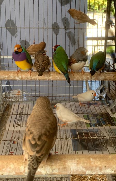 Passaros disponiveis