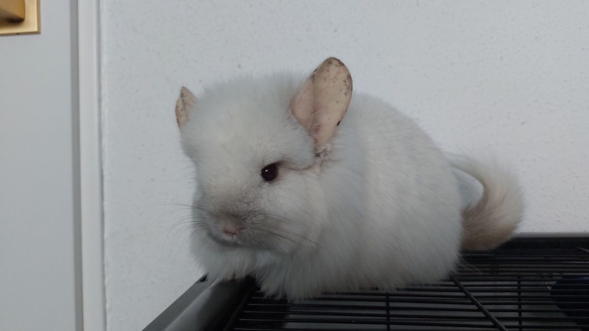 Szynszyla angora, szynszylę z klatką