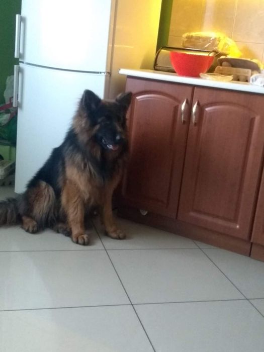 Flama nadal poszukiwana owczarek niemiecki