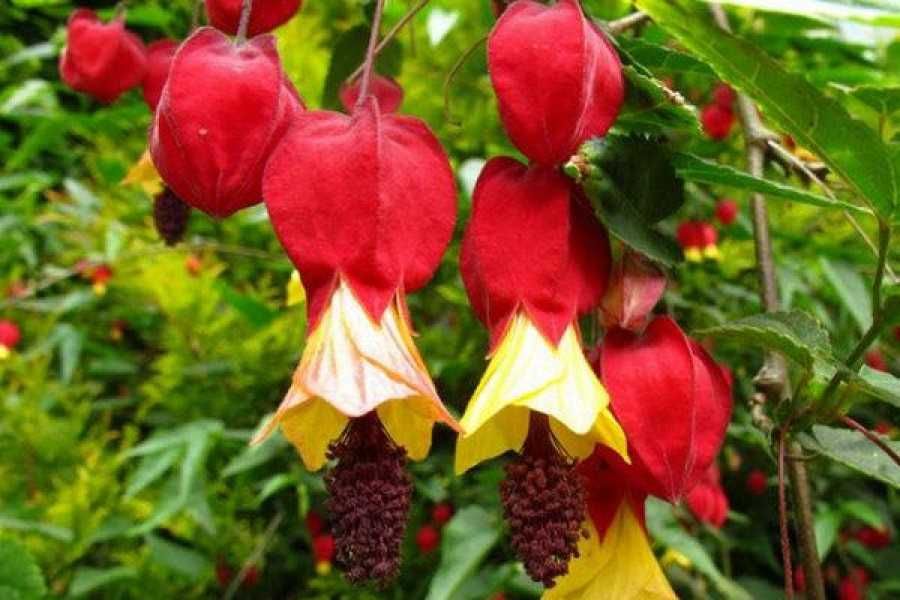 Продаются черенки абутилона