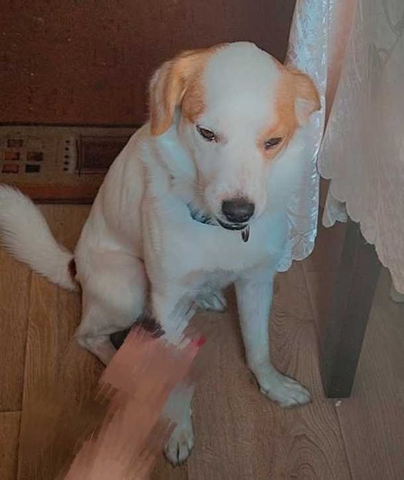 Zaginął pies biało rudy