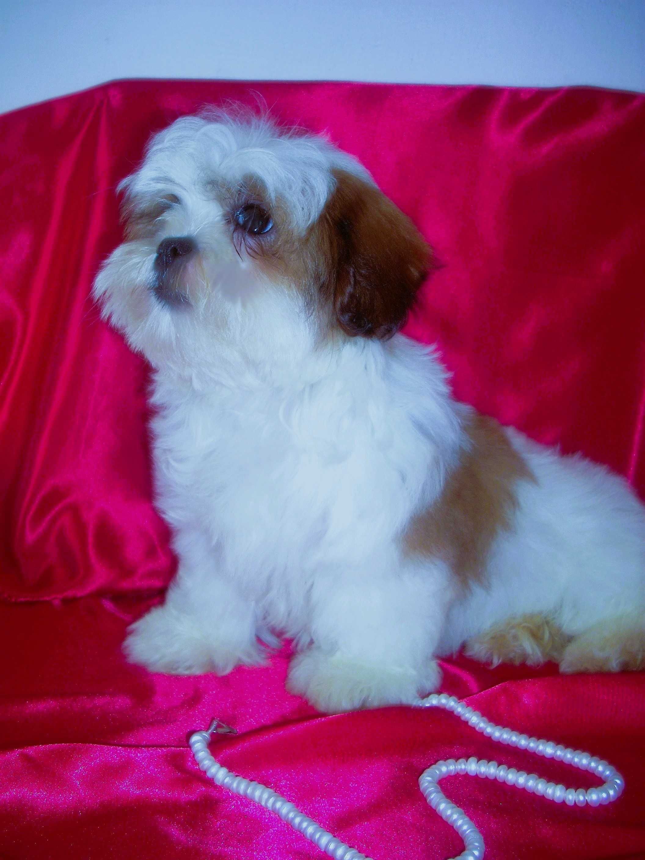 shih tzu, Shitsu piekny, odchowany piesek 2x zaszczepiony. okazja