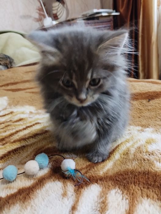 Кошенята, віддам в добрі руки