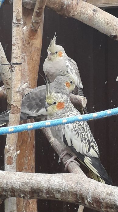 Sprzedam papugi nimfy