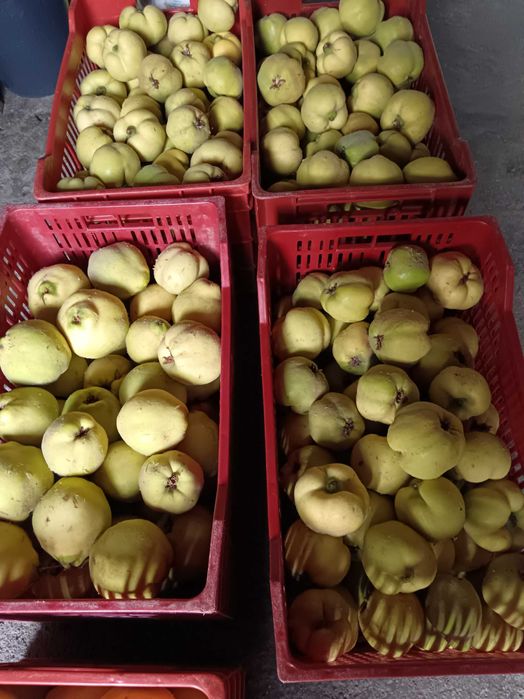 Vendo marmelos em Viseu