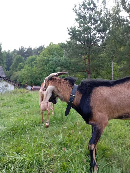 Kozioł anglonubijski
