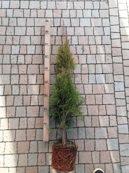 Tuja szmaragd 60-70 cm doniczka 3l Krosno / Dowóz