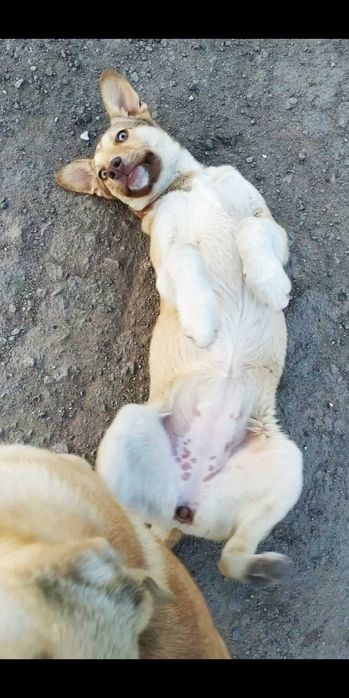 Отдам щенка,метиса- хаски, 10 мес.,сука, стерилизованная!