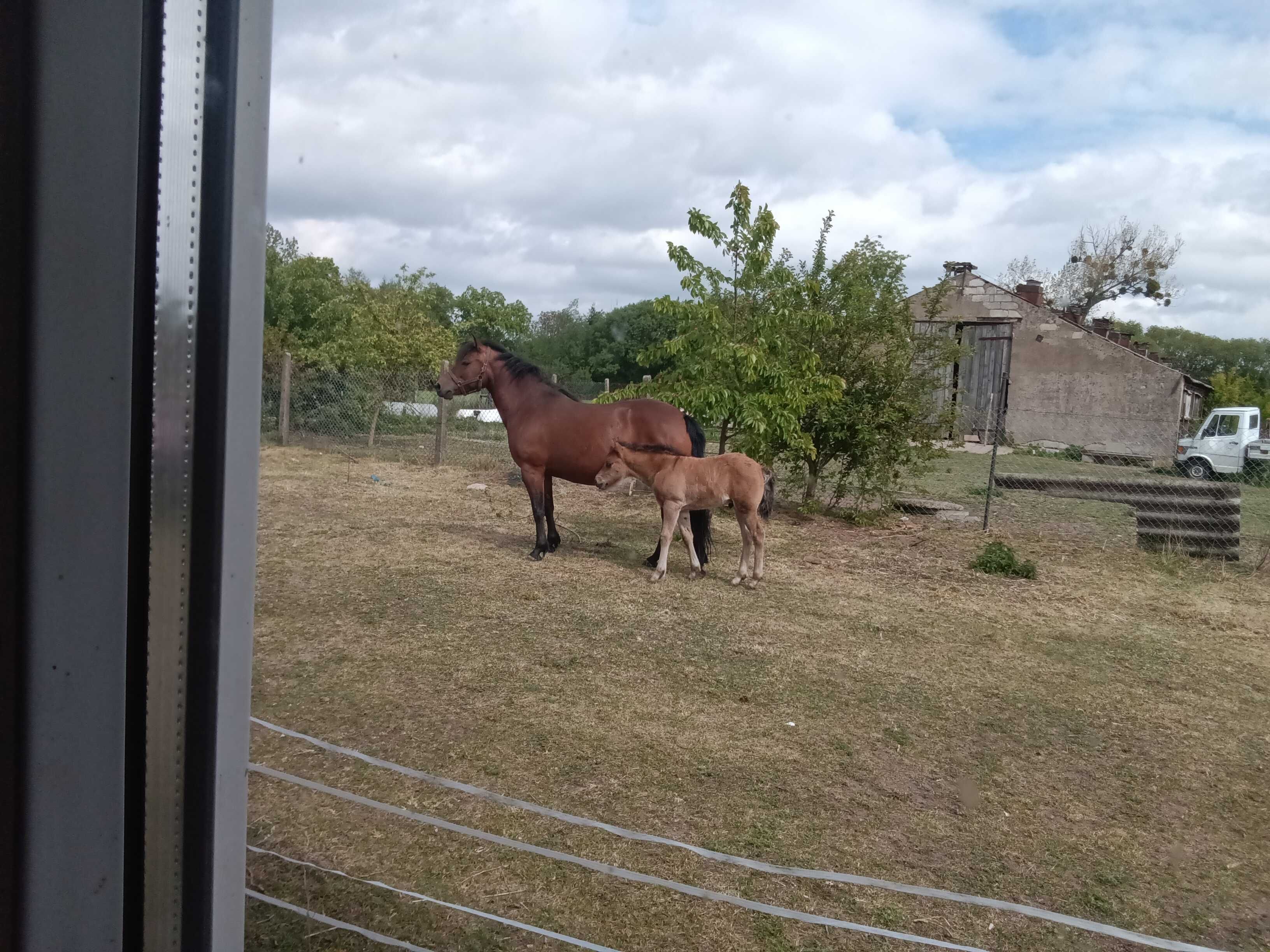 Klacz huculska  6 lat i ogierka 2 miesiace sprzedam