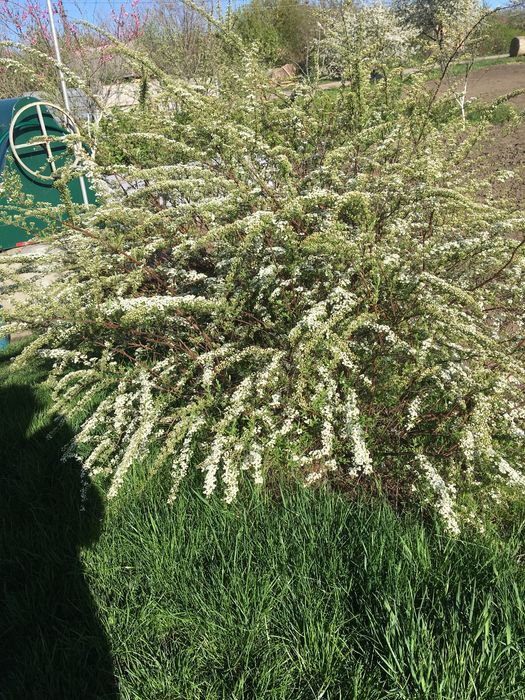 Многолетнее декоративное растение