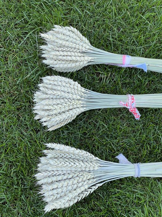 Сухрцвіти, льон, жито, пшениця, овес, фаляріс, нігела, просо