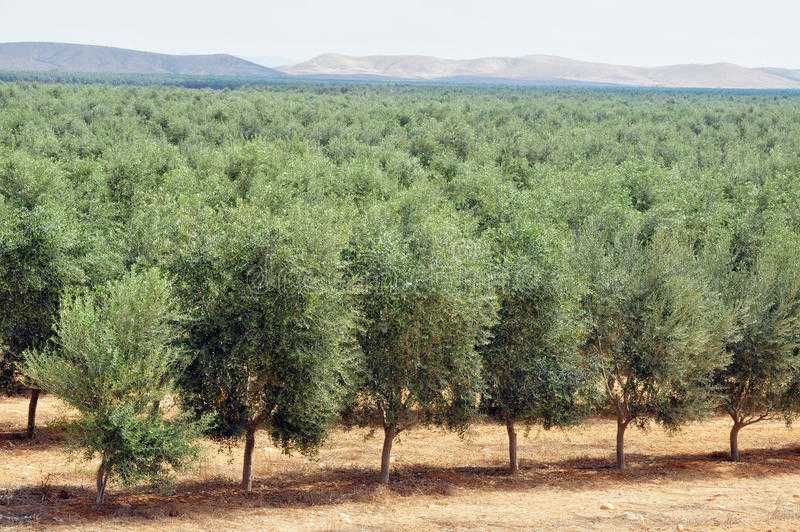 Oliveiras para jardim ou bonsai, boa azeitona