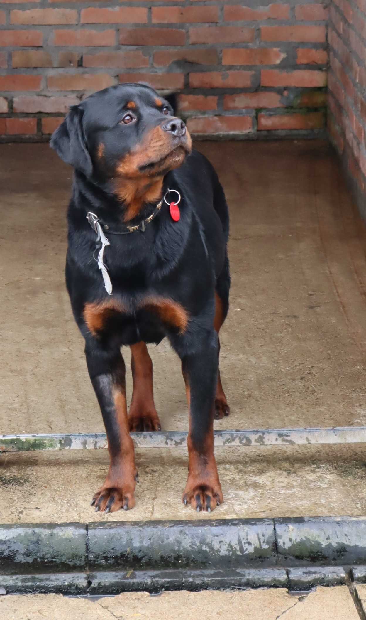 Nadir w typie rottweilera - schronisko