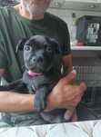 Staffordshire bull terrier FCI suczka Rozbullnik