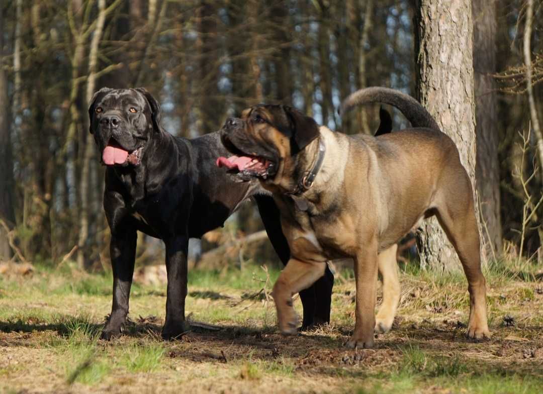 Cane Corso ZKwP/FCI oddział Wrocław