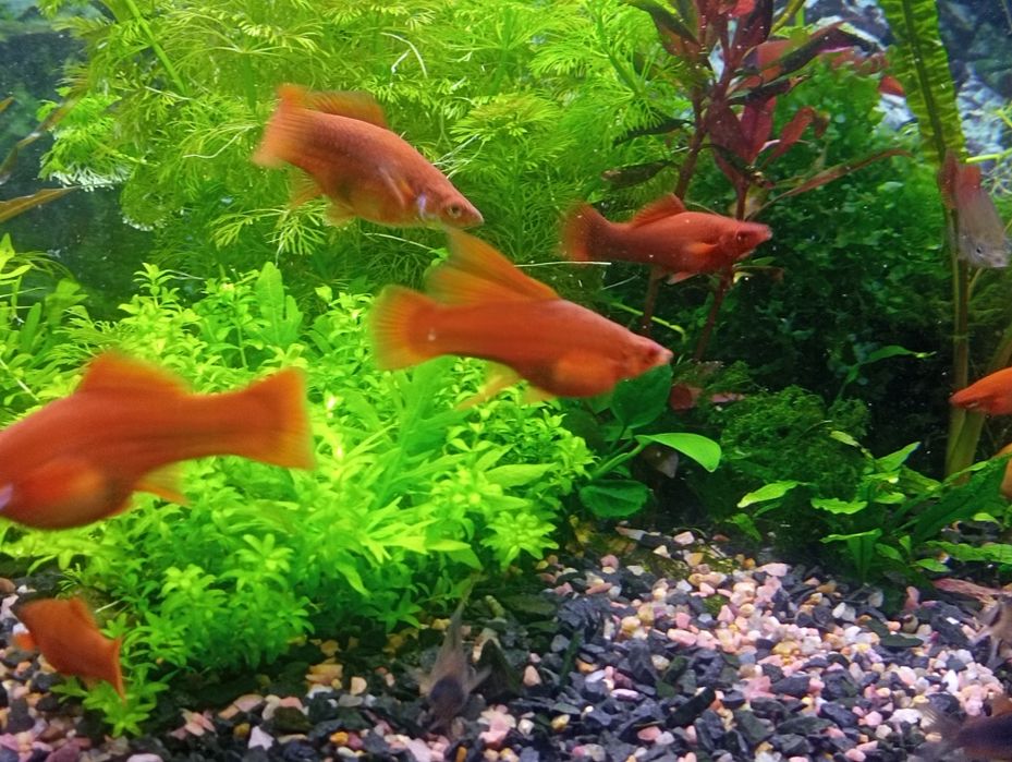 Меченосці від 20 гр до 150 гр