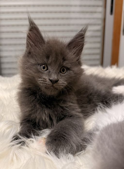 Gatinho Maine Coon com LOP