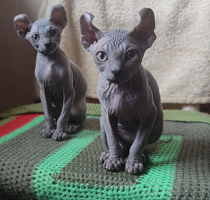 Котенок сфинкс мальчики и девочки