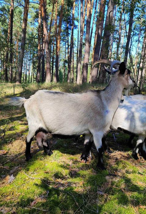 Продаються козочки