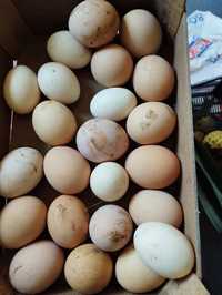 Vendo ovos para fecundação ou consumo