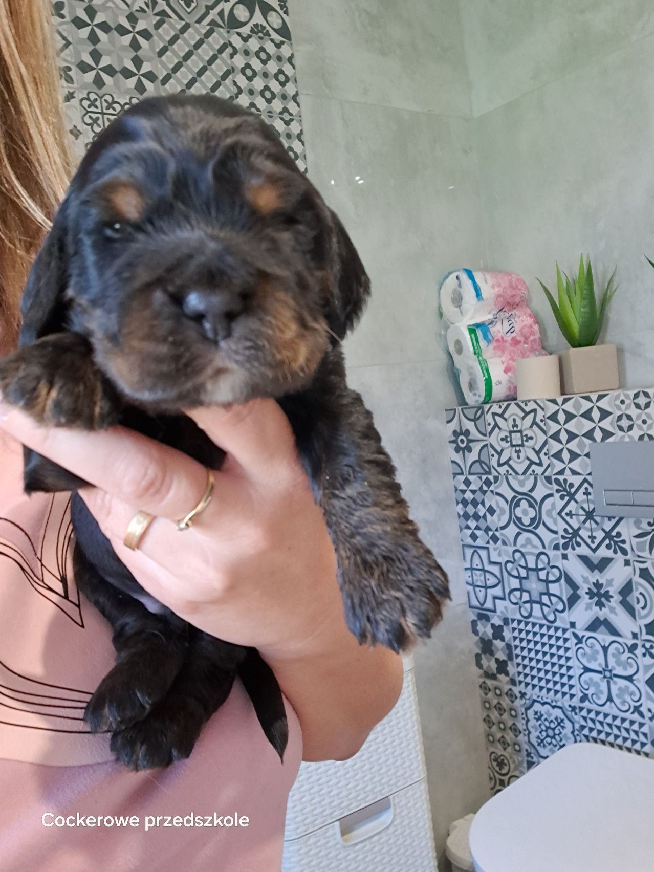 Cocker spaniel angielski