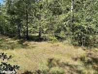 Dzialka cud/marzenie Wiluki w Puszczy Białowieskiej.  1248 m2 szer.25m