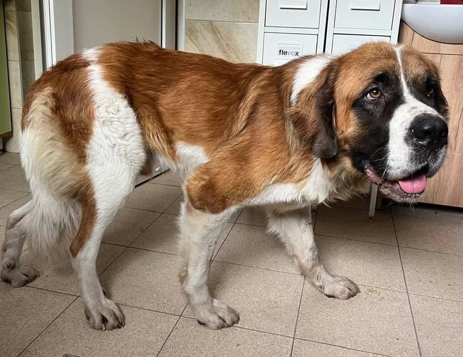 Malutki- Bernardyn czeka na dom