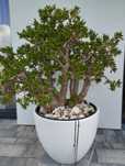 Grubosz (Crassula oveta) "Hobbit/Golym" potocznie Ucho Shreka