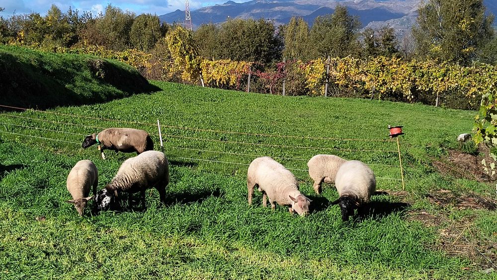 Venda de ovelhas cruzadas  de sufolk e Charolês