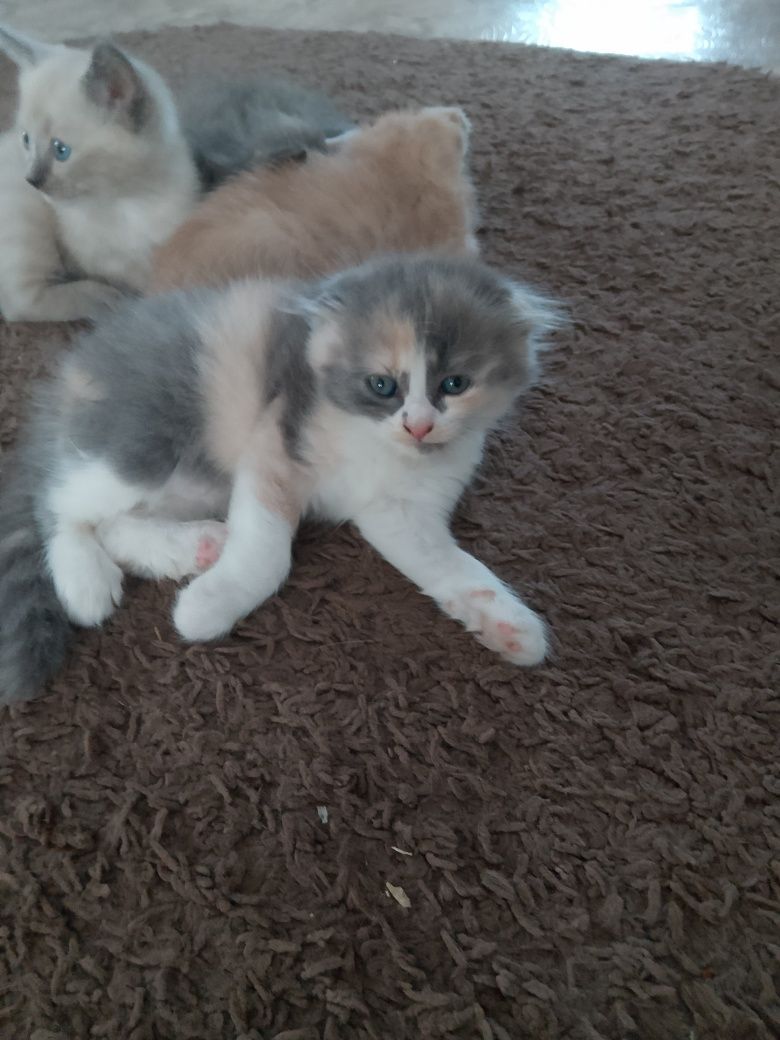 Продам котика вислоухого