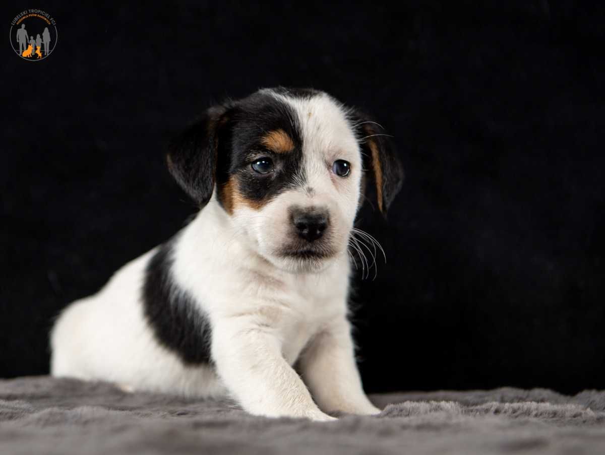 Jack Russell Terrier ZKwP FCI- rezerwacja