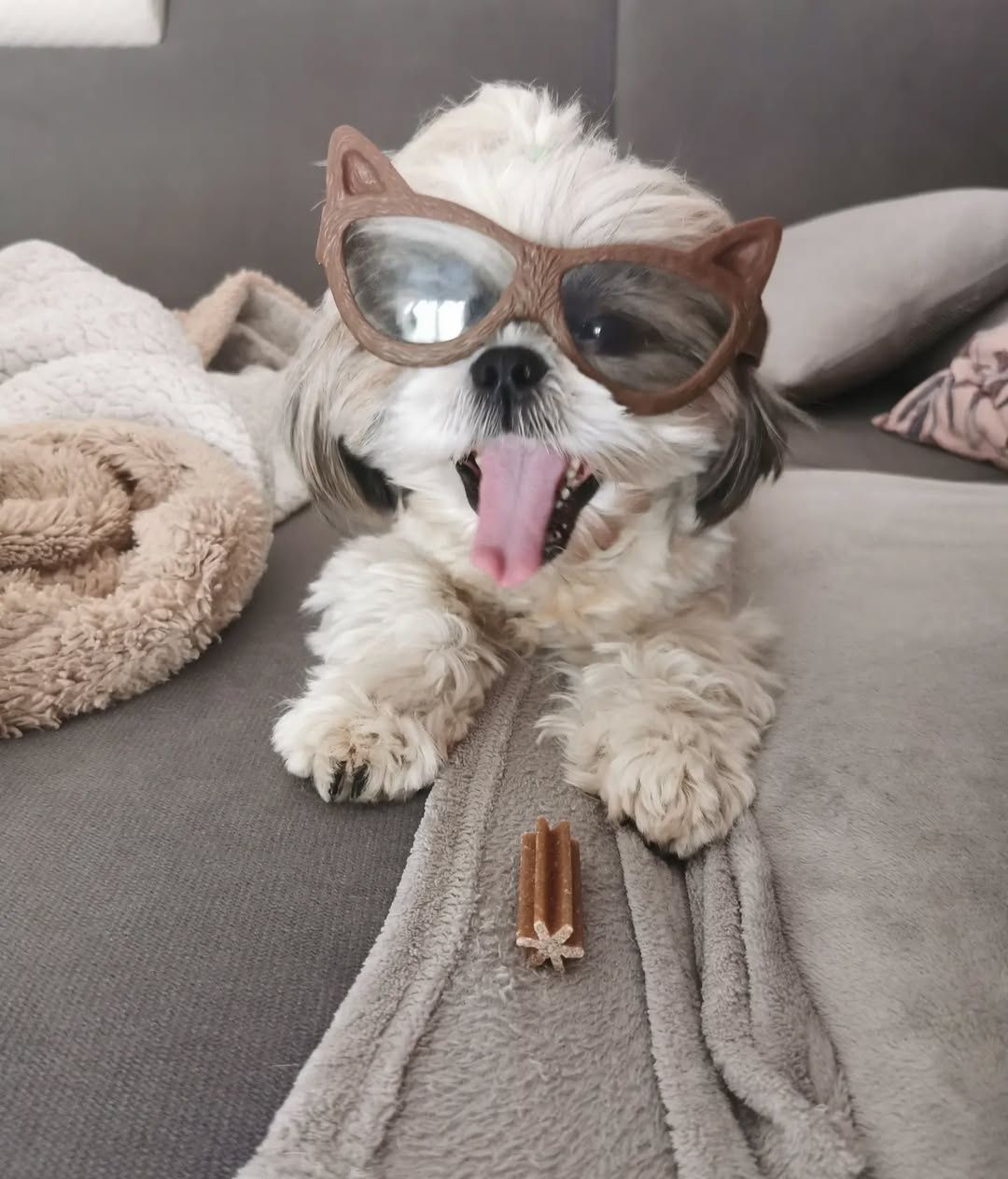 **Shihtzu z Brit Life*PL Rodowód Chip