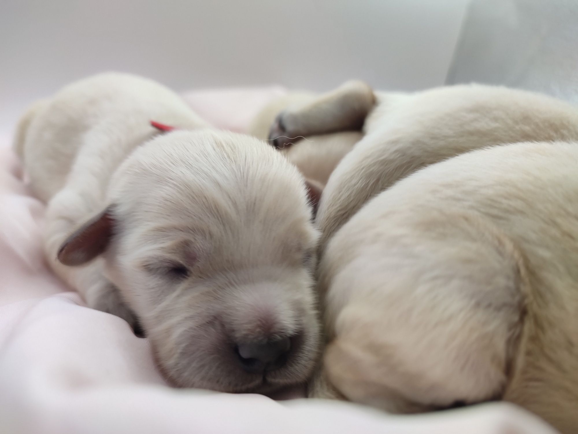 Golden retriever suczka do rezerwacji