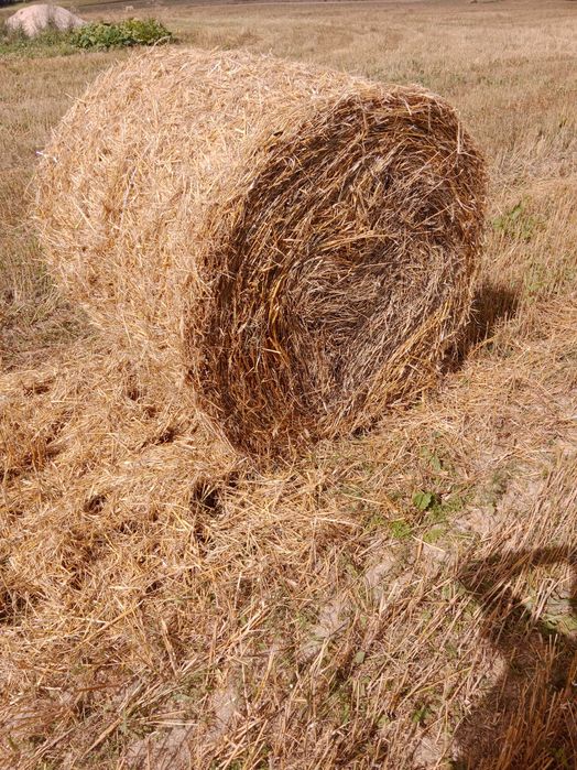 Sprzedam słomę w belach