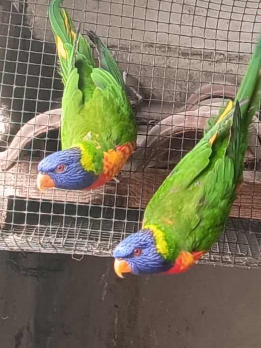 Loris molucanos machos