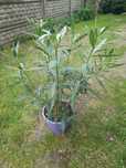 Oleander w doniczce
