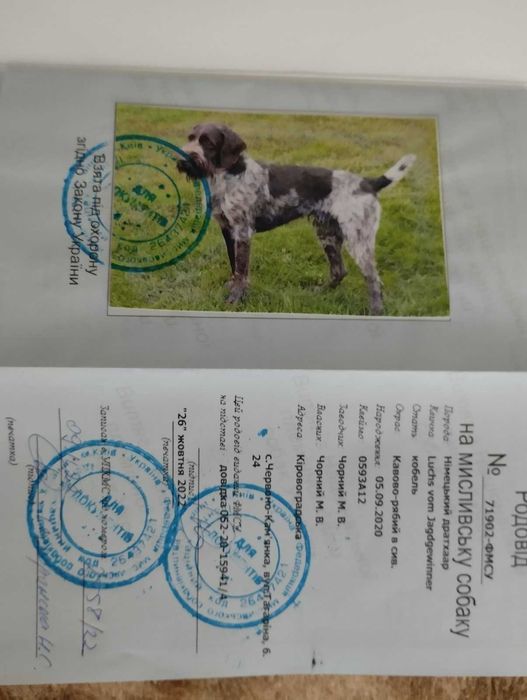 Елітний Дракхар для в'язки