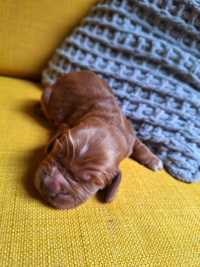 Cocker Spaniel Angielski piesek Red Gold