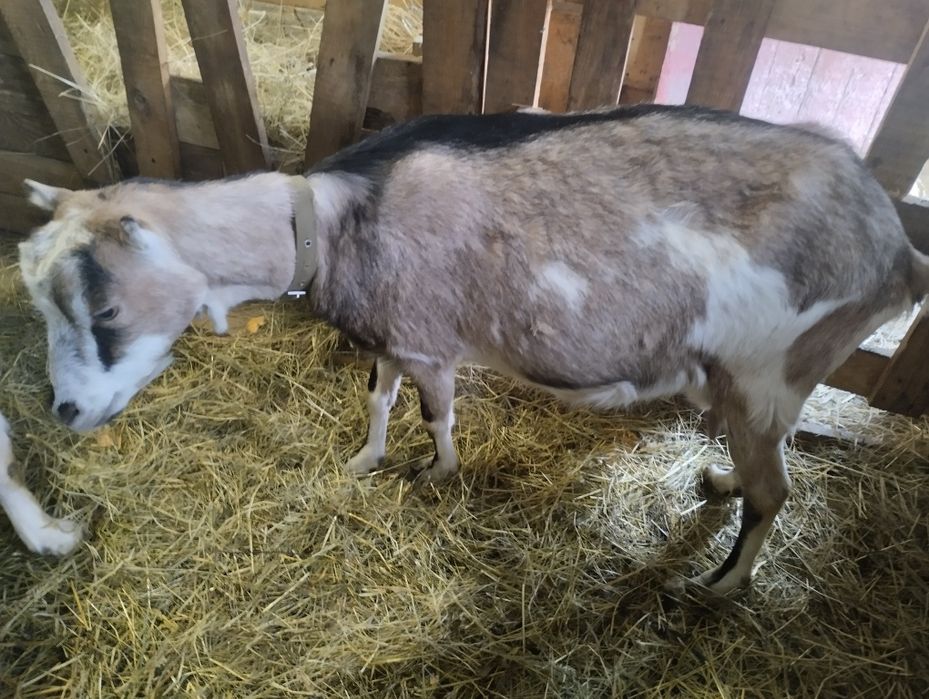 Коза дійна 2 роки