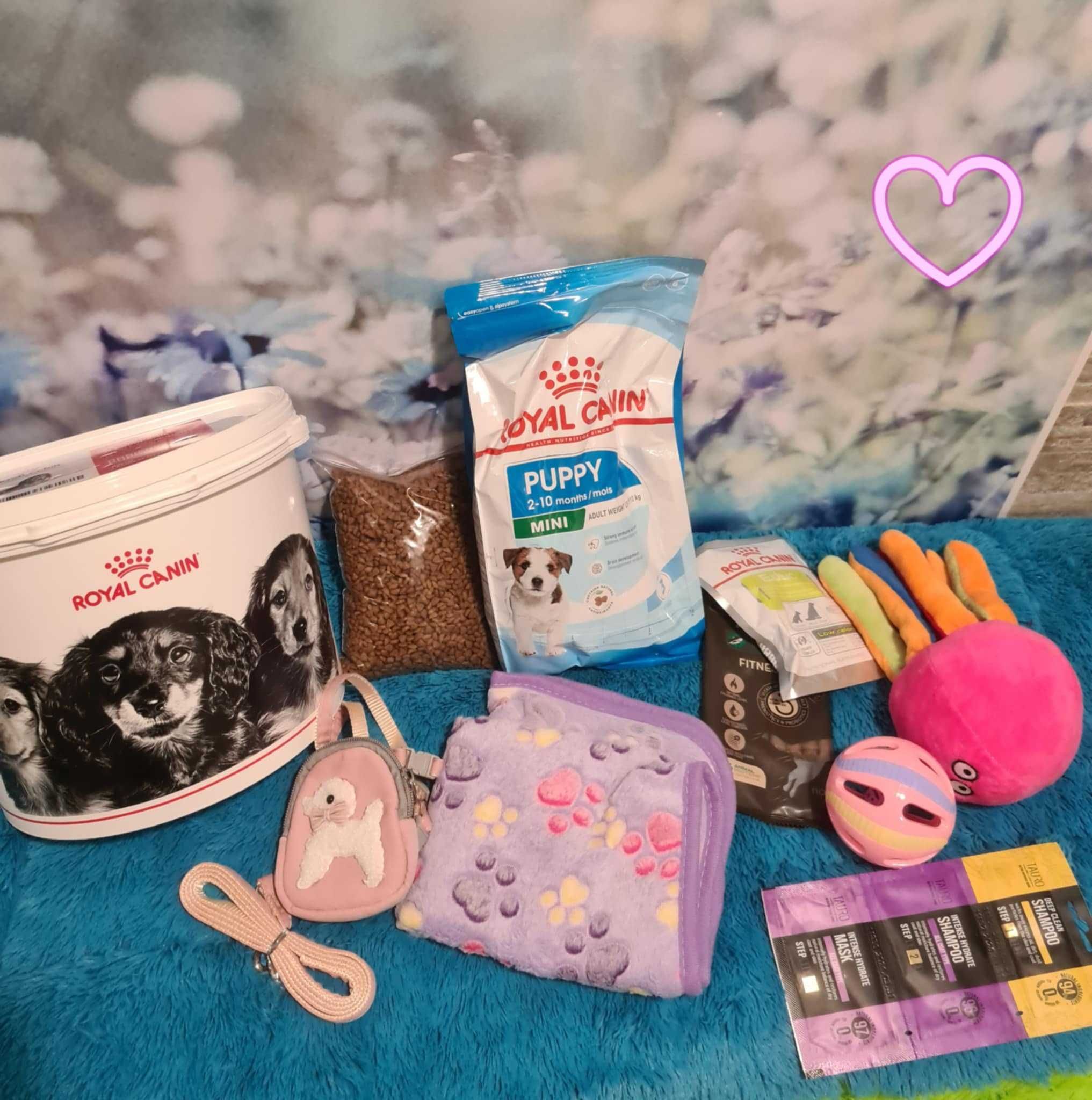 pudel  miniatura suczka do odbioru w sierpniu