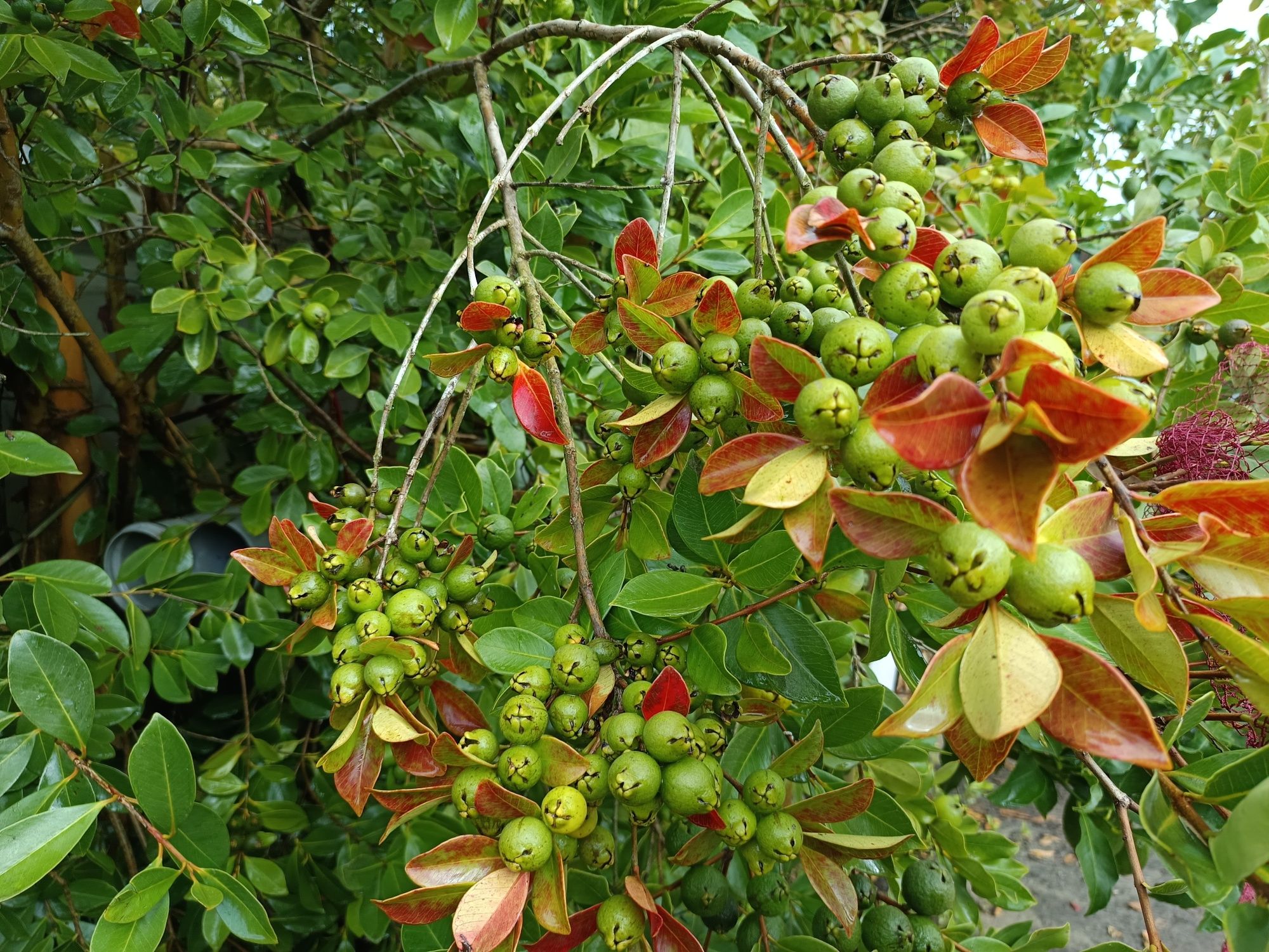 Araçás de cor amarela e vermelha