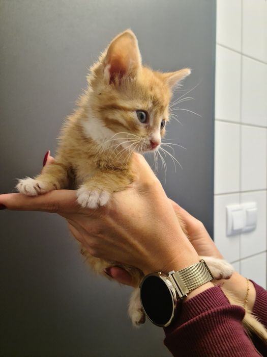 4 małe kociaki szukają odpowiedzialnych domów