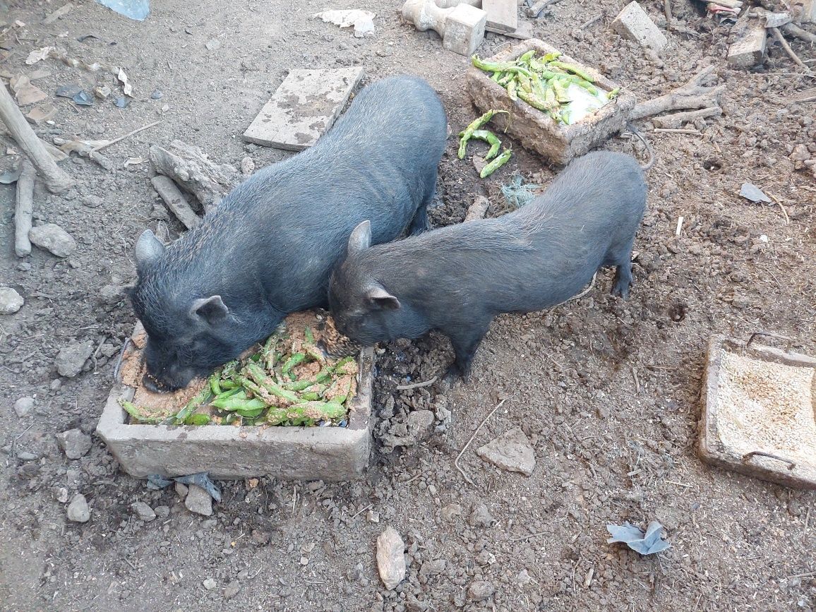 Vendo casal de porcos pretos com ano e meio de idade