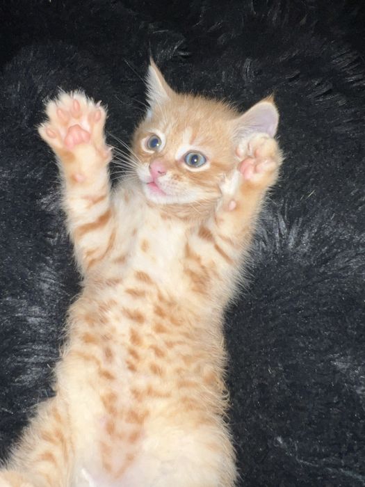 Кошеня ,рижий кіт,котенятко