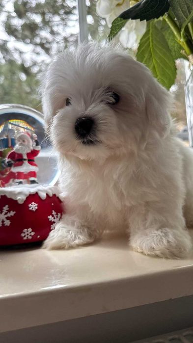 Maltańczyk Piesek z Rodowodem. Chip, Umowa.