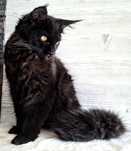 Aaliyah śliczna koteczka Maine Coon FPL